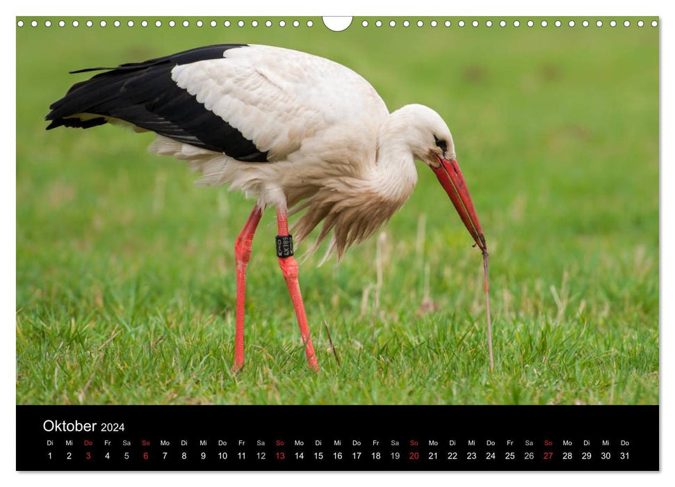 Cigognes blanches dans le pré Leine (Calendrier mural CALVENDO 2024) 