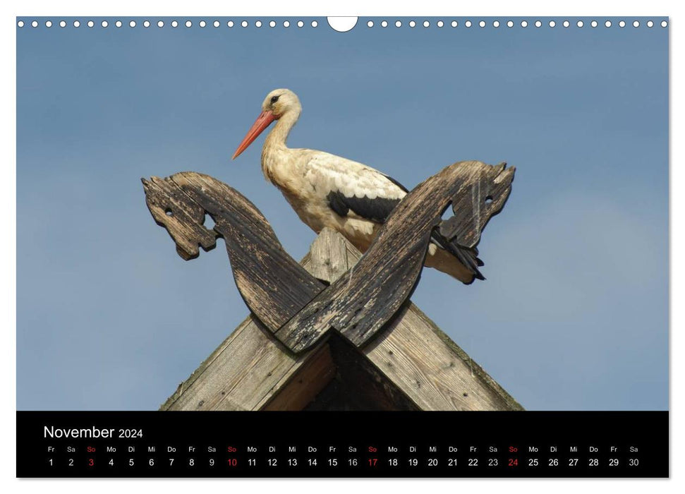 Cigognes blanches dans le pré Leine (Calendrier mural CALVENDO 2024) 