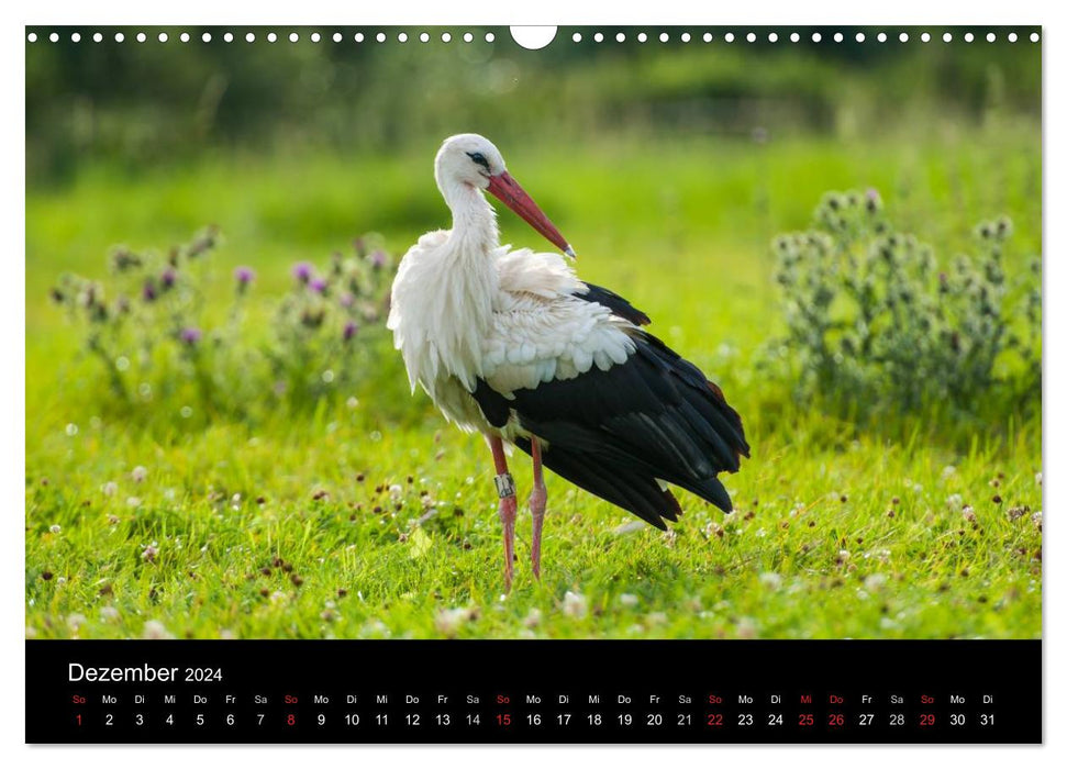 White storks in the Leine meadow (CALVENDO wall calendar 2024) 