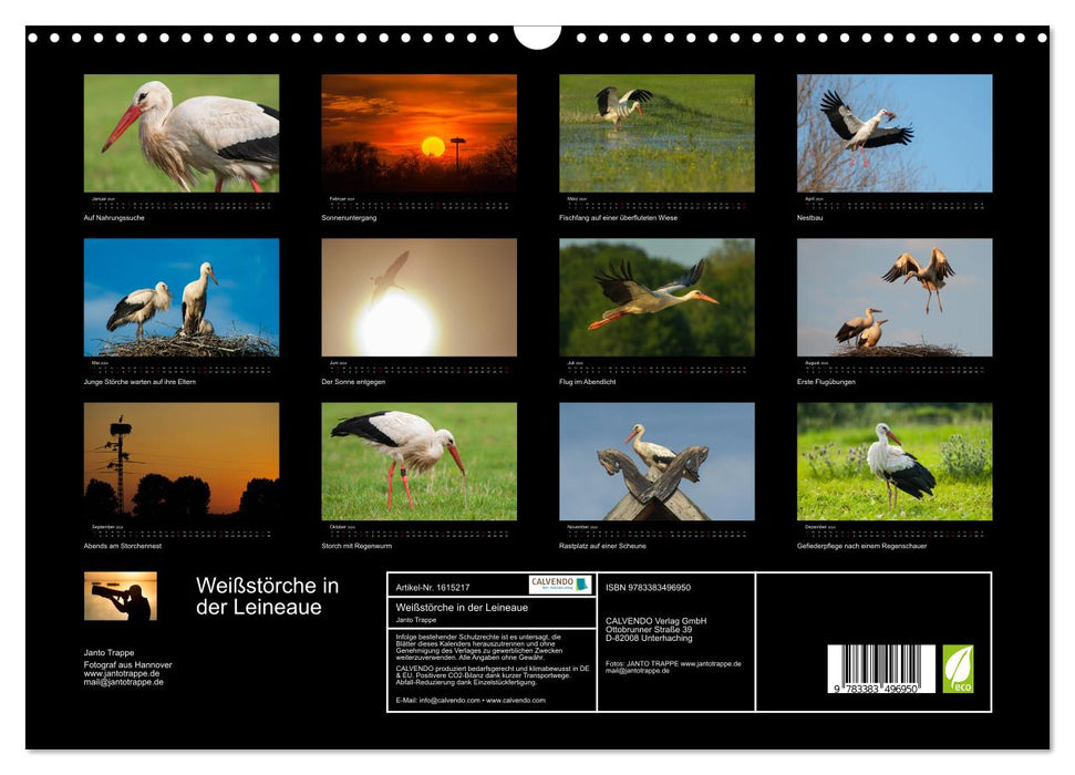 White storks in the Leine meadow (CALVENDO wall calendar 2024) 