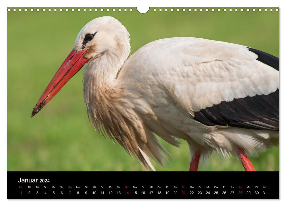 Cigognes blanches dans le pré Leine (Calendrier mural CALVENDO 2024) 