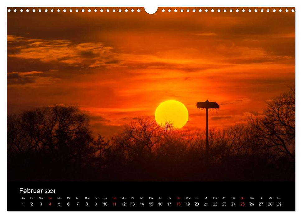 Cigognes blanches dans le pré Leine (Calendrier mural CALVENDO 2024) 