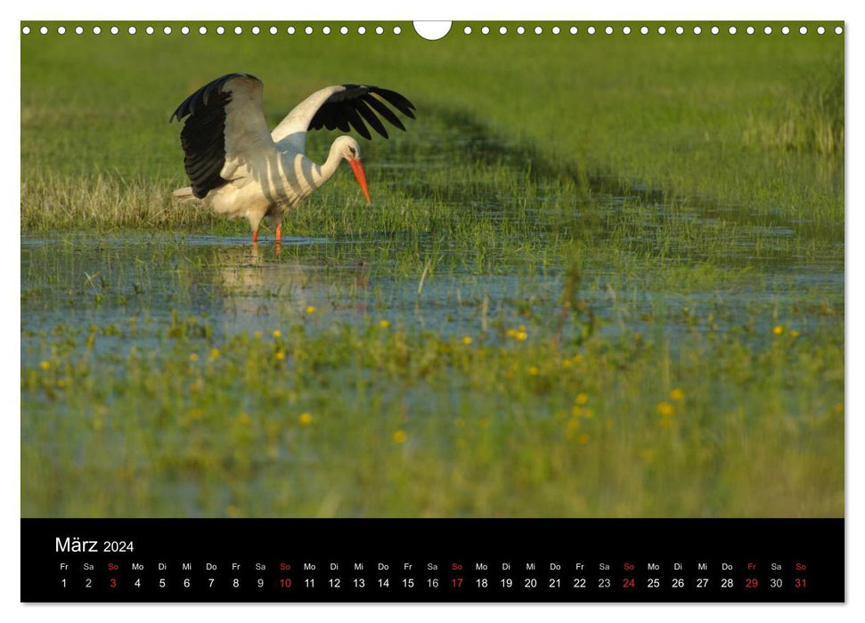 White storks in the Leine meadow (CALVENDO wall calendar 2024) 