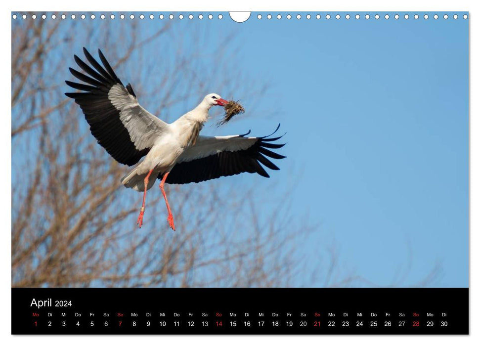 Cigognes blanches dans le pré Leine (Calendrier mural CALVENDO 2024) 