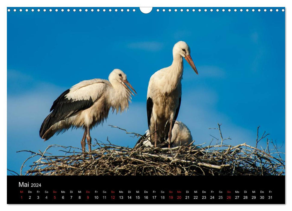 Cigognes blanches dans le pré Leine (Calendrier mural CALVENDO 2024) 