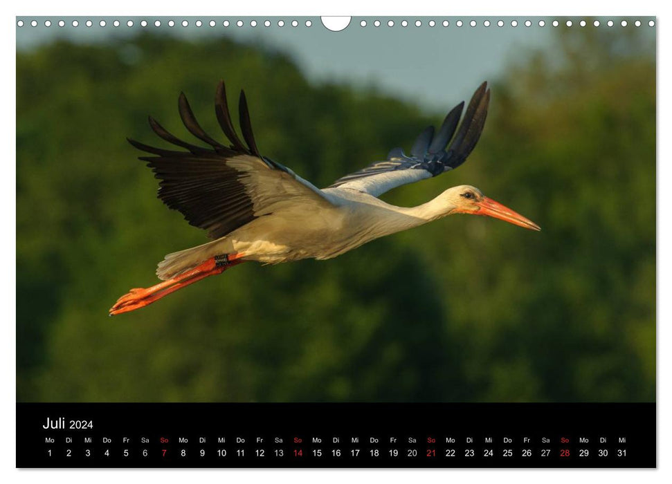 Cigognes blanches dans le pré Leine (Calendrier mural CALVENDO 2024) 