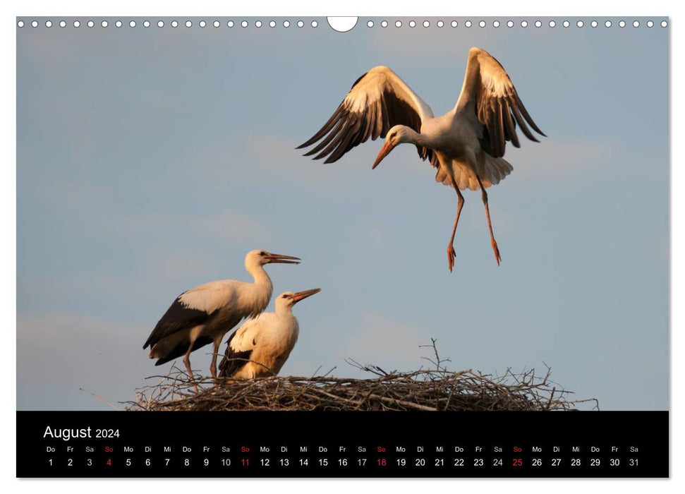 Cigognes blanches dans le pré Leine (Calendrier mural CALVENDO 2024) 