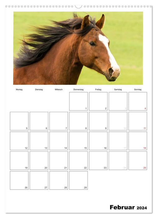 Avec des chevaux toute l'année / agenda (calendrier mural CALVENDO 2024) 