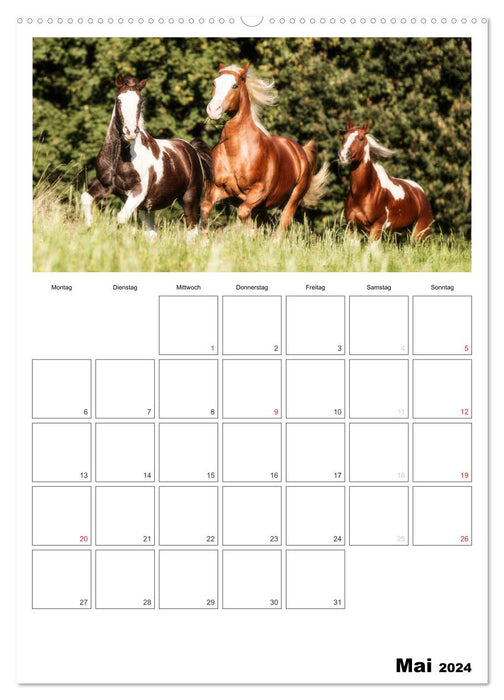 Avec des chevaux toute l'année / agenda (calendrier mural CALVENDO 2024) 