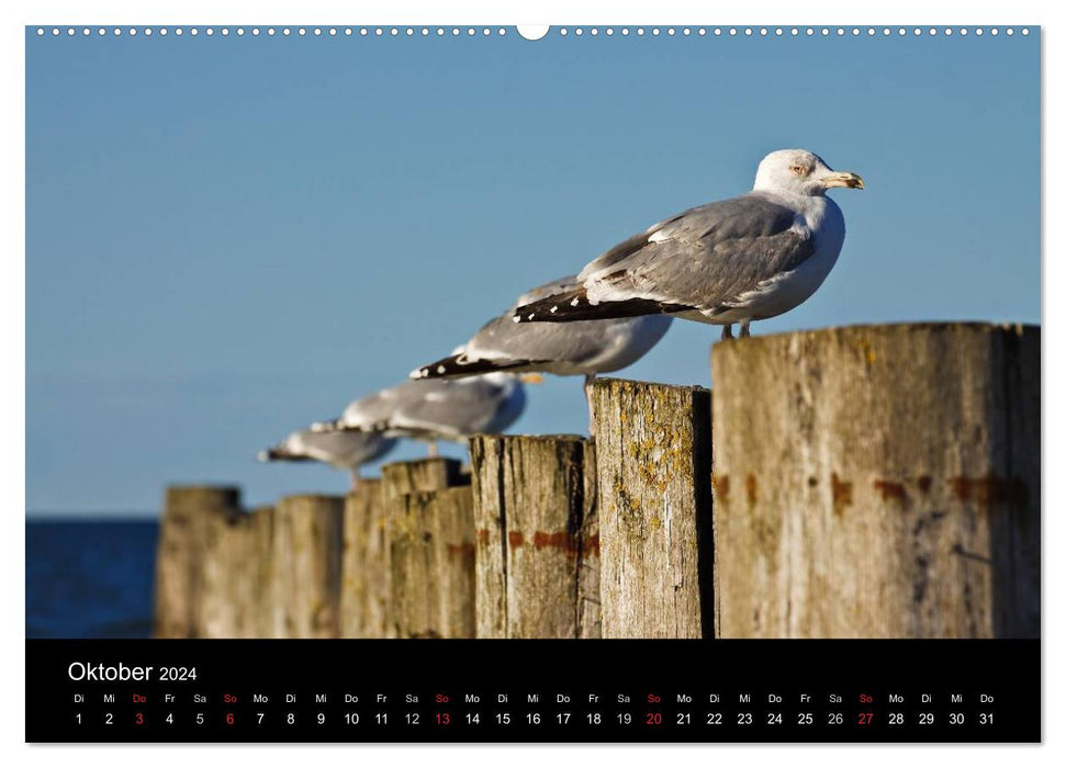 Sur la route sur la côte de la mer Baltique (Calendrier mural CALVENDO Premium 2024) 