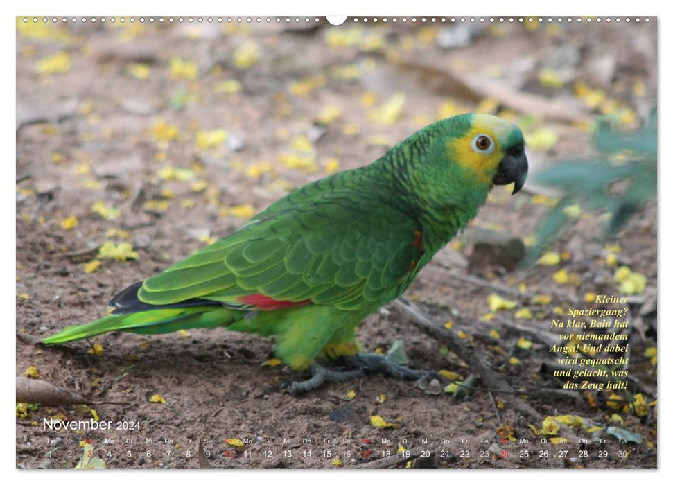 Blaustirnamazonen - Papageien in Paraguay (CALVENDO Wandkalender 2024)