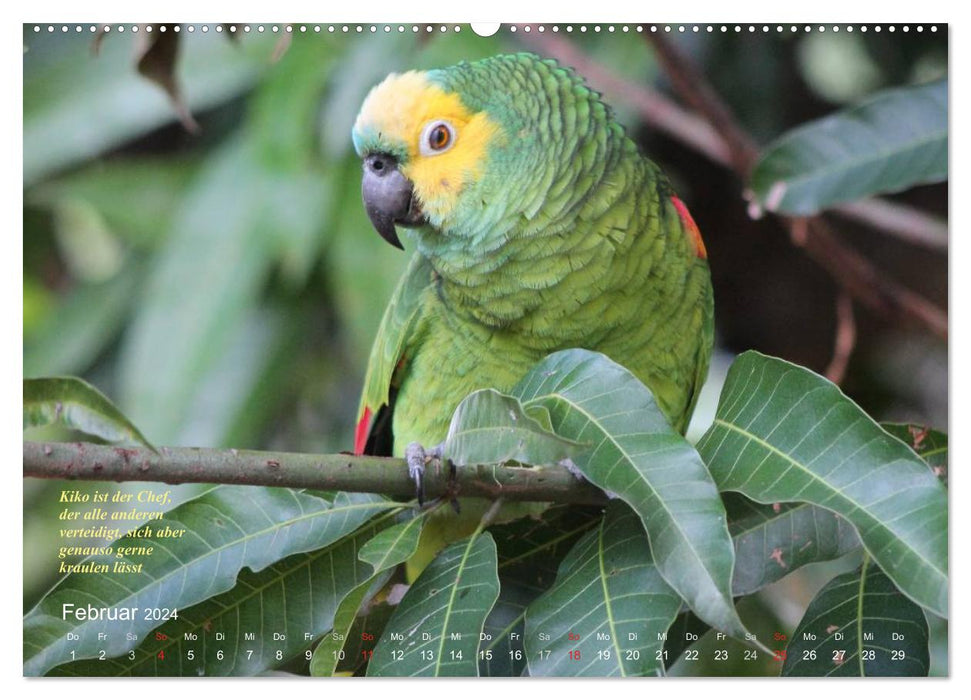 Blaustirnamazonen - Papageien in Paraguay (CALVENDO Wandkalender 2024)