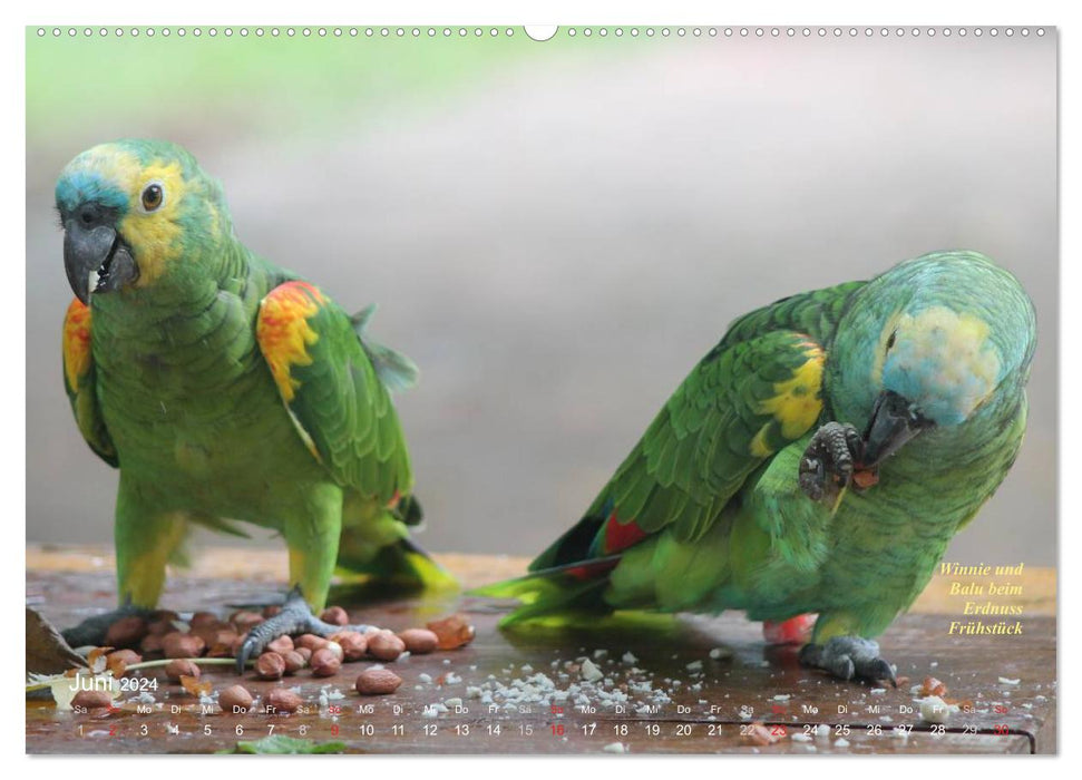 Blue-fronted Amazons - Parrots in Paraguay (CALVENDO wall calendar 2024) 