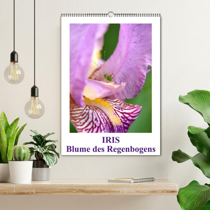Iris, Blume des Regenbogens (CALVENDO Wandkalender 2024)