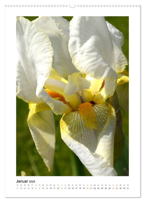 Iris, fleur de l'arc-en-ciel (Calendrier mural CALVENDO 2024) 