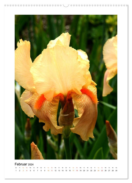Iris, fleur de l'arc-en-ciel (Calendrier mural CALVENDO 2024) 