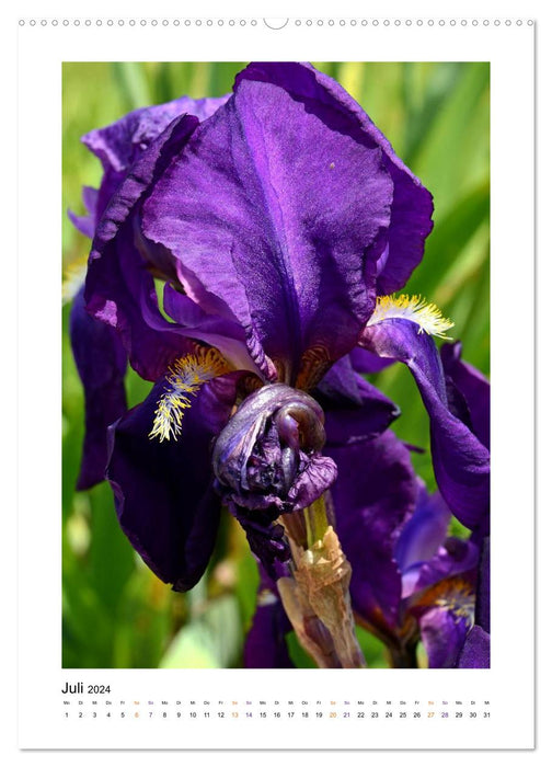 Iris, flower of the rainbow (CALVENDO wall calendar 2024) 