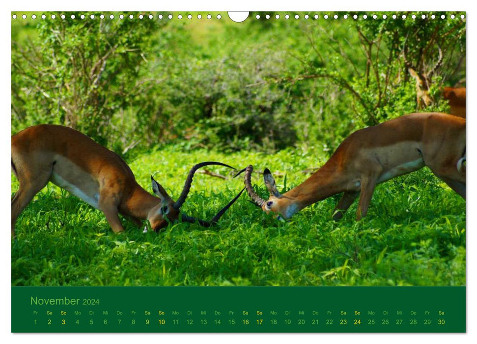 Safari Impressionen / Kenia (CALVENDO Wandkalender 2024)