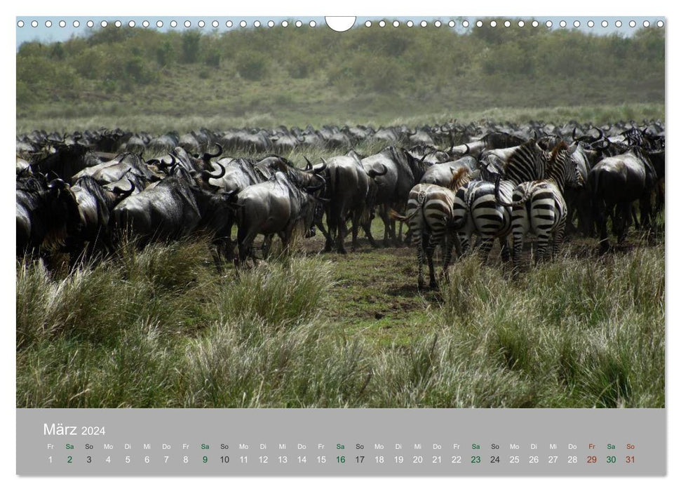 Safari Impressionen / Kenia (CALVENDO Wandkalender 2024)