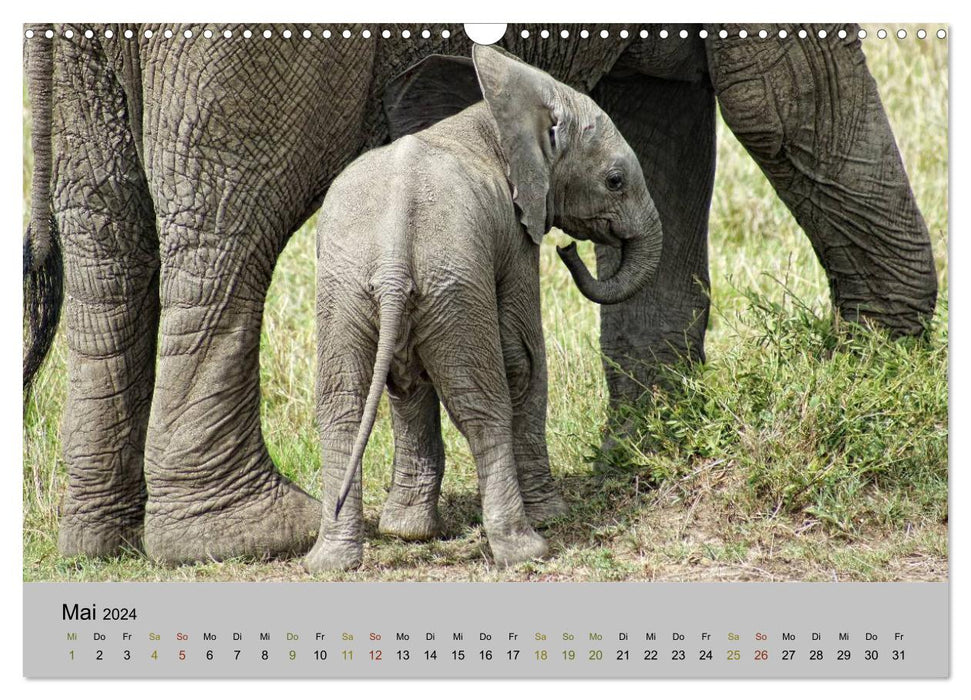Safari Impressionen / Kenia (CALVENDO Wandkalender 2024)