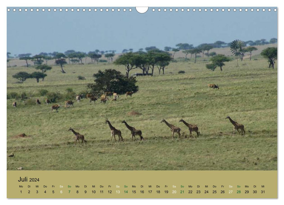 Safari Impressionen / Kenia (CALVENDO Wandkalender 2024)