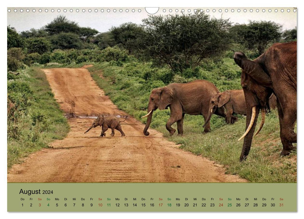 Safari Impressionen / Kenia (CALVENDO Wandkalender 2024)