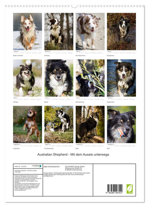 Australian Shepherd – Mit dem Aussie unterwegs (CALVENDO Premium Wandkalender 2024)