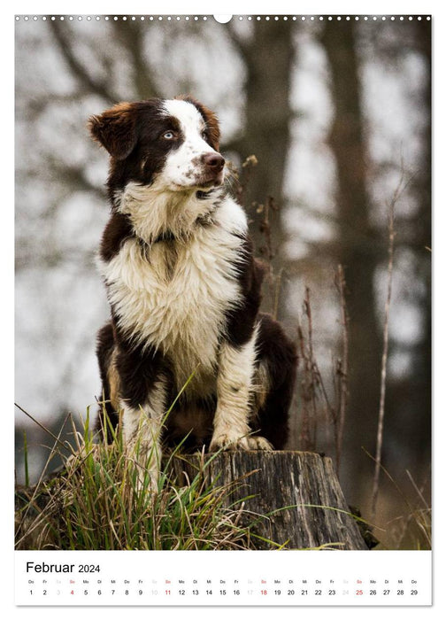 Australian Shepherd – Mit dem Aussie unterwegs (CALVENDO Premium Wandkalender 2024)