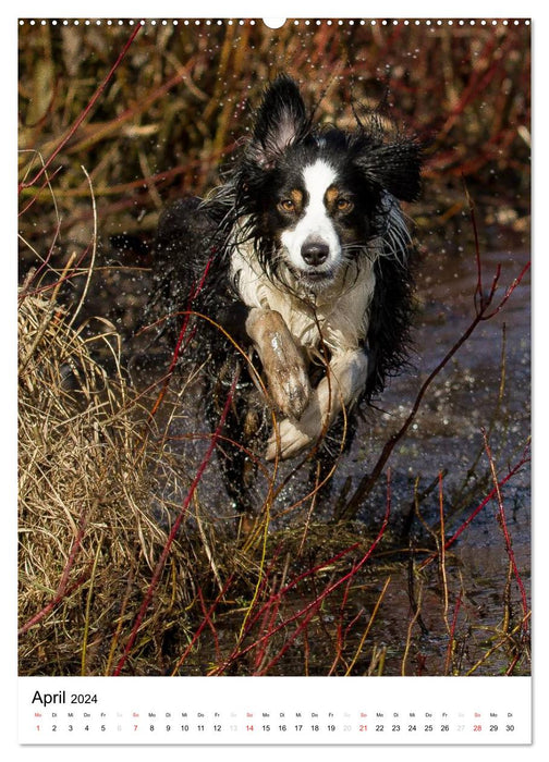 Australian Shepherd – On the road with the Aussie (CALVENDO Premium Wall Calendar 2024) 