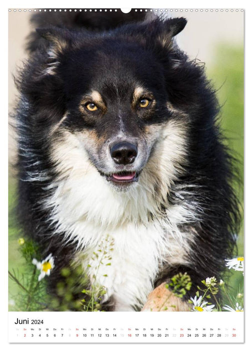 Australian Shepherd – Mit dem Aussie unterwegs (CALVENDO Premium Wandkalender 2024)