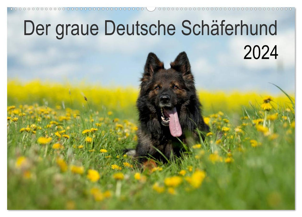 The gray German Shepherd (CALVENDO wall calendar 2024) 