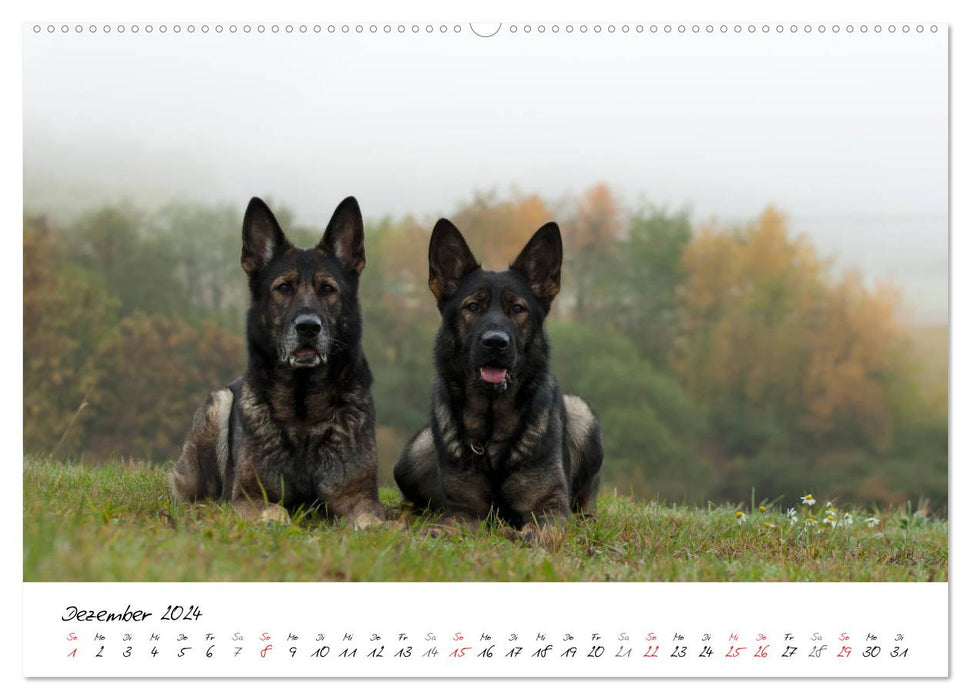 The gray German Shepherd (CALVENDO wall calendar 2024) 