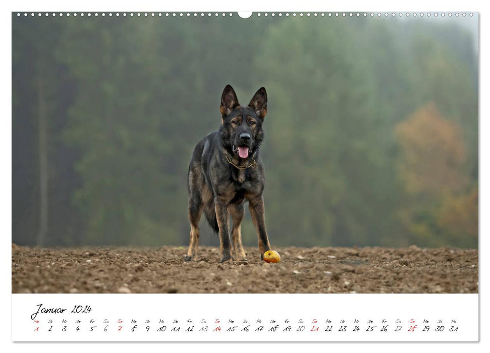 The gray German Shepherd (CALVENDO wall calendar 2024) 