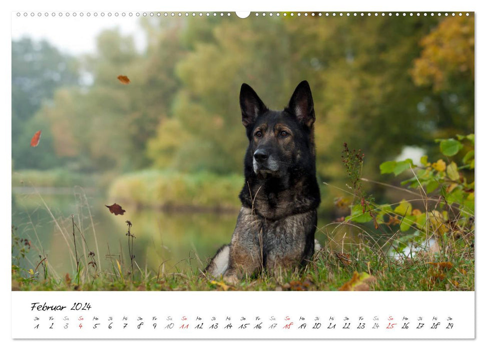 The gray German Shepherd (CALVENDO wall calendar 2024) 