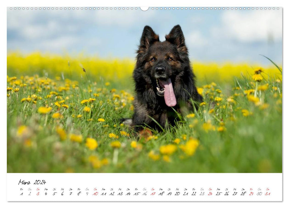 Der graue Deutsche Schäferhund (CALVENDO Wandkalender 2024)