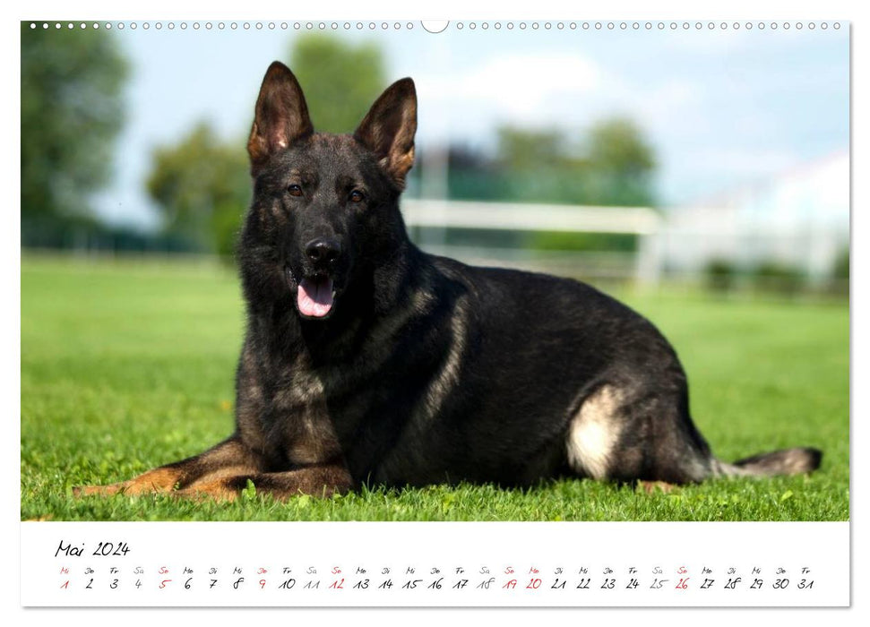 The gray German Shepherd (CALVENDO wall calendar 2024) 