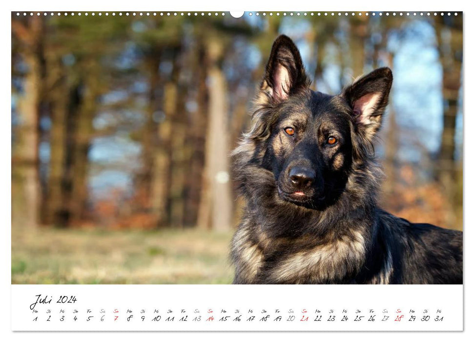 The gray German Shepherd (CALVENDO wall calendar 2024) 