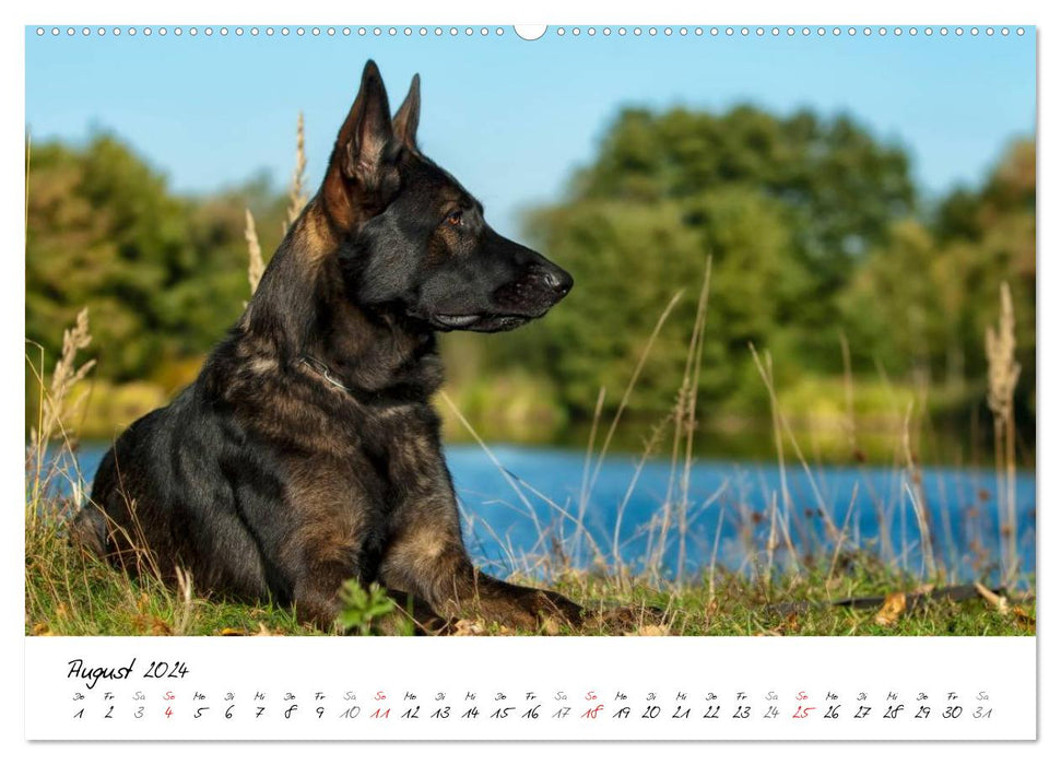 Der graue Deutsche Schäferhund (CALVENDO Wandkalender 2024)