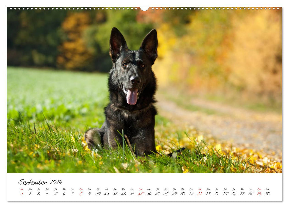 The gray German Shepherd (CALVENDO wall calendar 2024) 