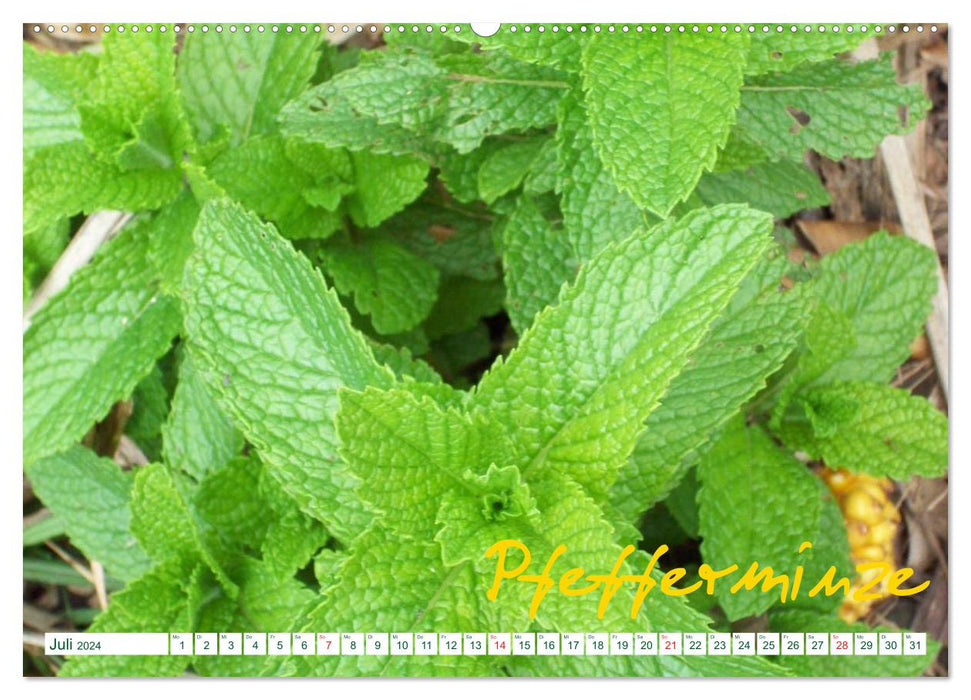 Herbs - Healthy, pretty and delicious (CALVENDO wall calendar 2024) 