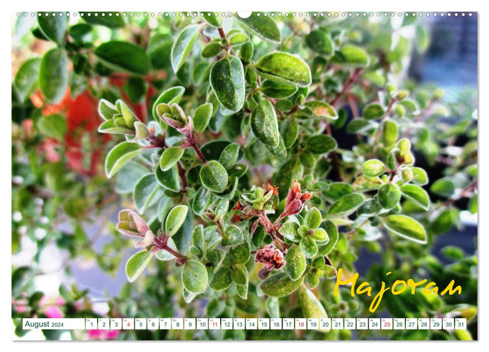 Herbs - Healthy, pretty and delicious (CALVENDO wall calendar 2024) 