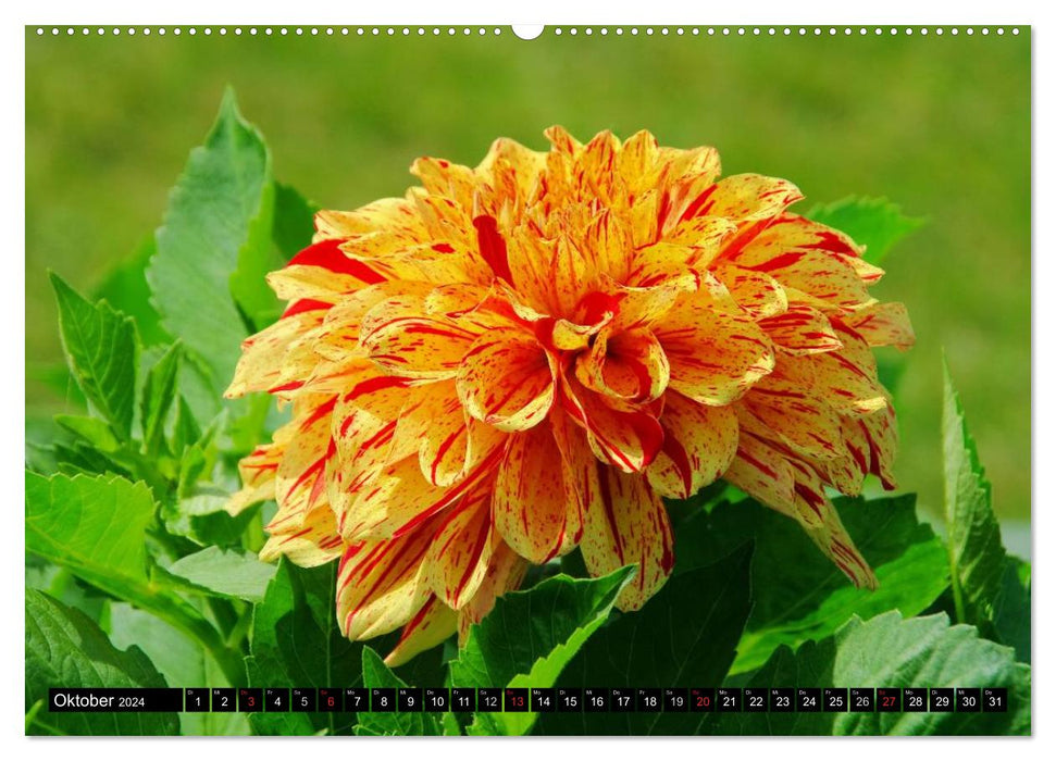 Dahlias - flowers in late summer (CALVENDO Premium Wall Calendar 2024) 