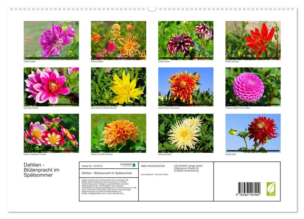 Dahlias - flowers in late summer (CALVENDO Premium Wall Calendar 2024) 