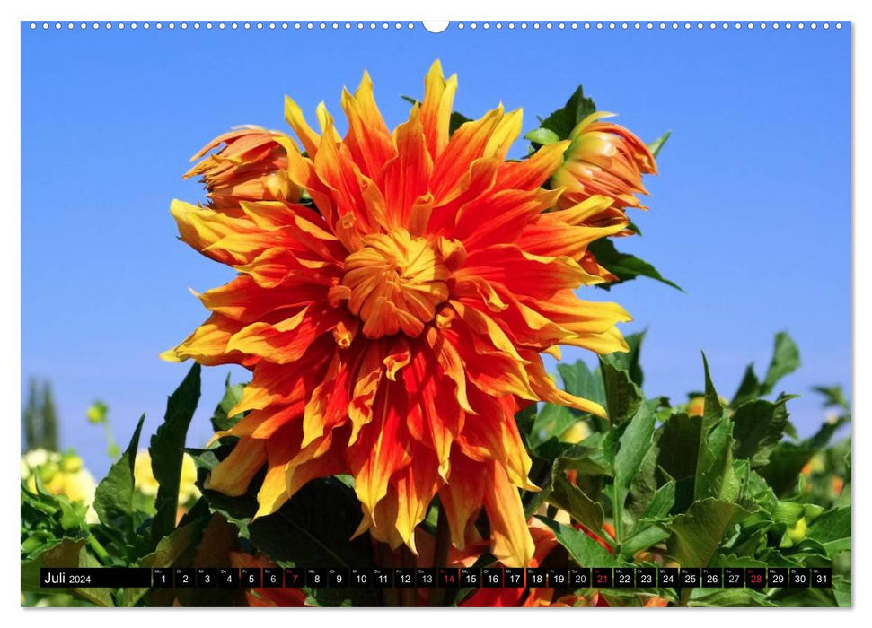 Dahlien - Blütenpracht im Spätsommer (CALVENDO Premium Wandkalender 2024)