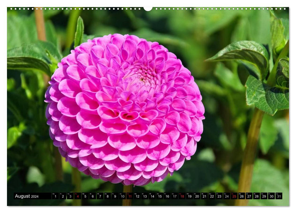 Dahlien - Blütenpracht im Spätsommer (CALVENDO Premium Wandkalender 2024)
