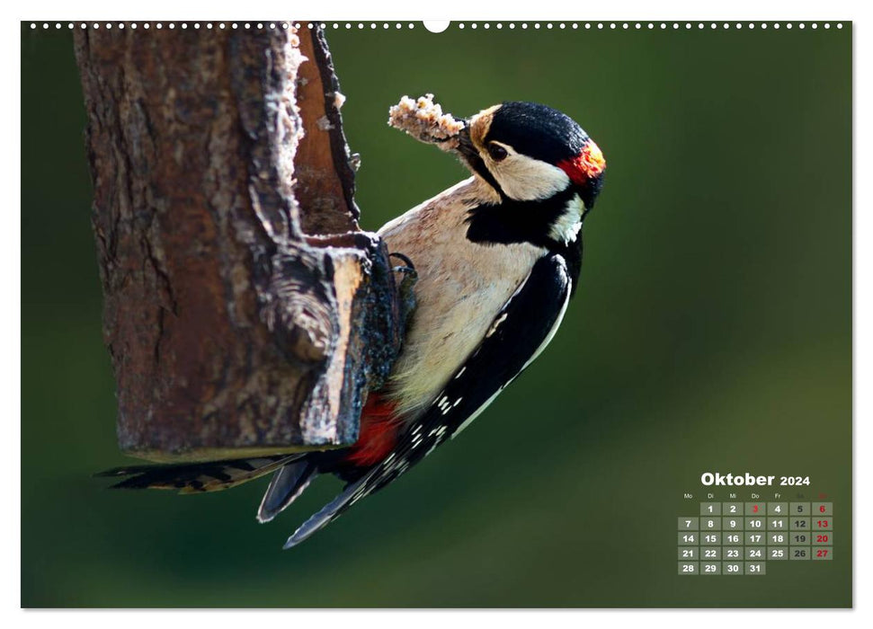 PURE NATURE - songbirds up close (CALVENDO Premium Wall Calendar 2024) 