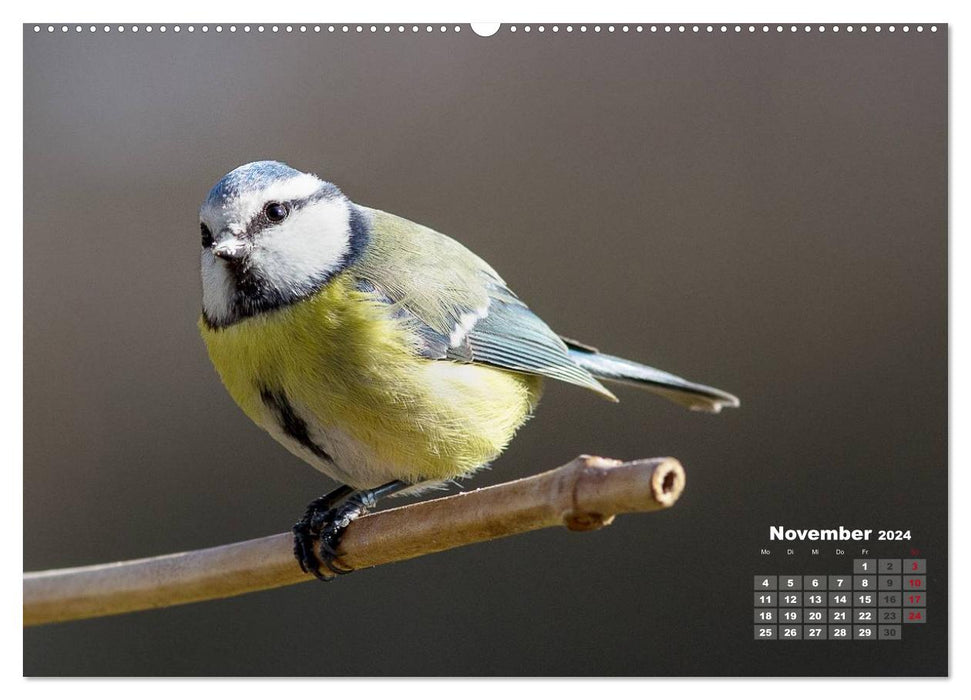 NATUR PUR - Singvögel ganz nah (CALVENDO Premium Wandkalender 2024)