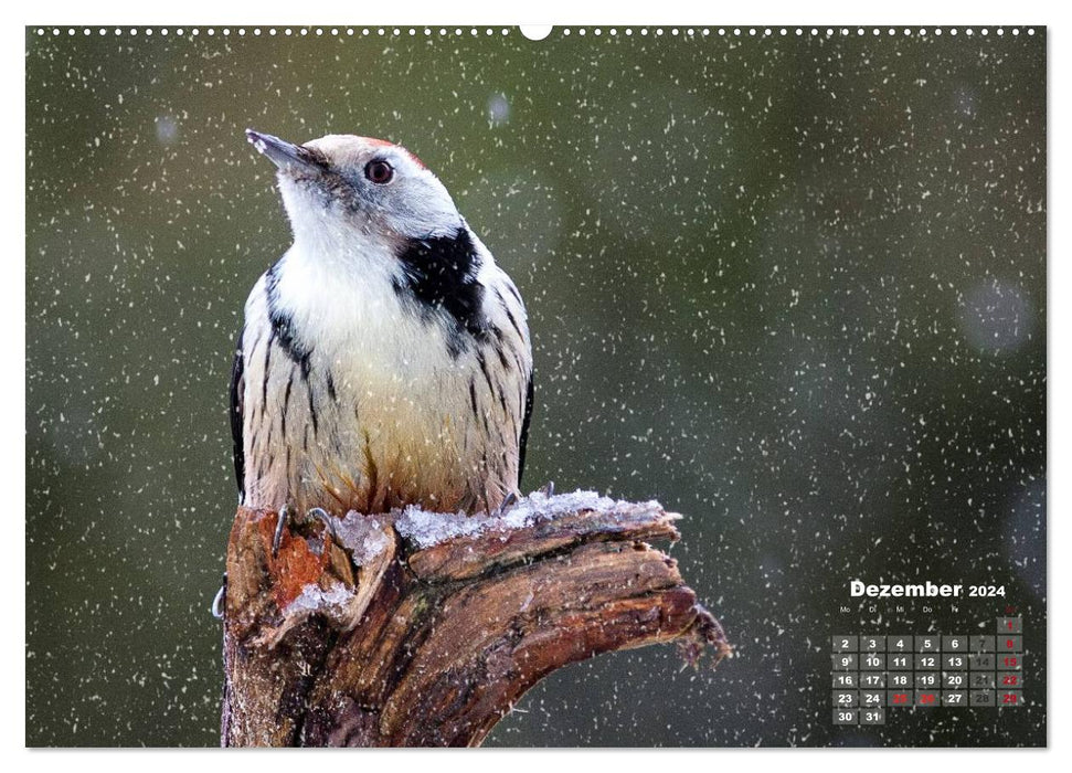 NATUR PUR - Singvögel ganz nah (CALVENDO Premium Wandkalender 2024)