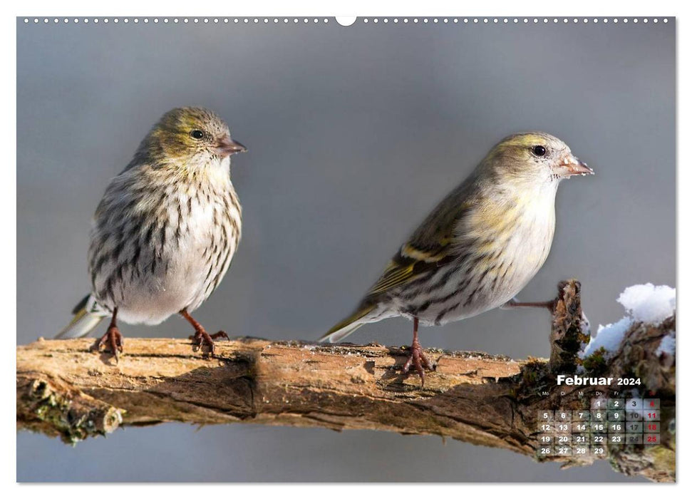 NATUR PUR - Singvögel ganz nah (CALVENDO Premium Wandkalender 2024)