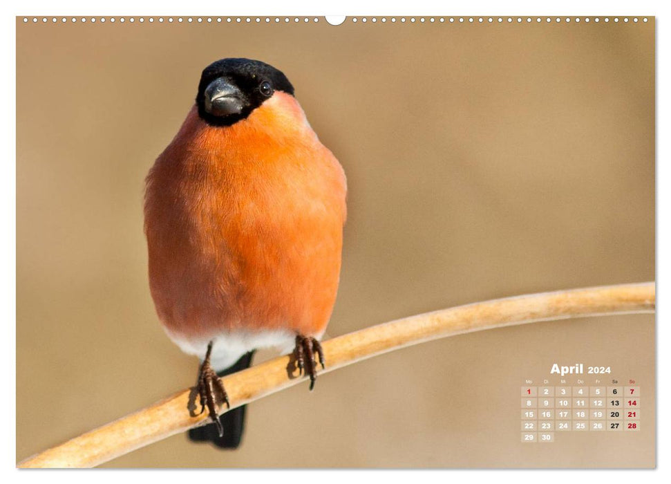 NATUR PUR - Singvögel ganz nah (CALVENDO Premium Wandkalender 2024)